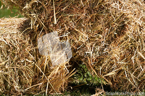 Image of Closeup, hay and ranch in outdoor field, feed and natural sustainability farming in Texas. Grass, nature and agriculture in countryside, wheat bales and farm land in USA for animal grain food harvest