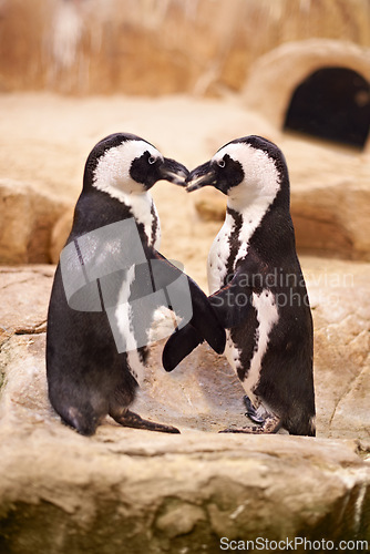 Image of Animal, penguin and kissing at sea rocks for bonding with touch, together and affection at beach in New Zealand. Nature, boulders and marine with tap for love to socialize at aquarium and friendship