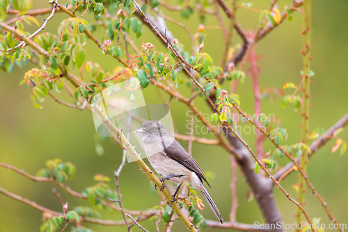 Image of Abyssinian slaty flycatcher (Melaenornis chocolatinus), Debre Libanos Oromia Region. Wildlife and birdwatching in Ethiopia.