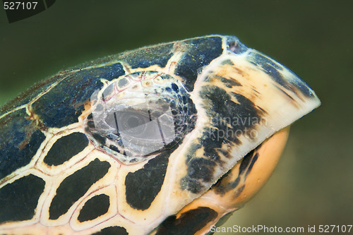 Image of Hawksbill turtle