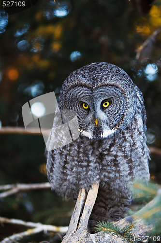 Image of Grey owl