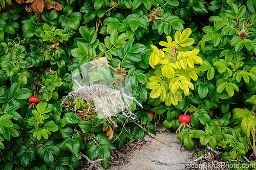 Image of Vibrant green foliage with scarlet berries and dry twigs signali