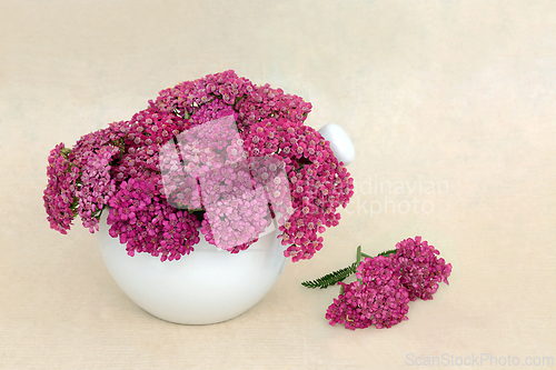 Image of Achillea Yarrow Herb Flowers for Medicinal Remedies