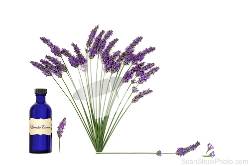 Image of Lavender Herb Flower Aromatherapy Essential Oil Floral Design