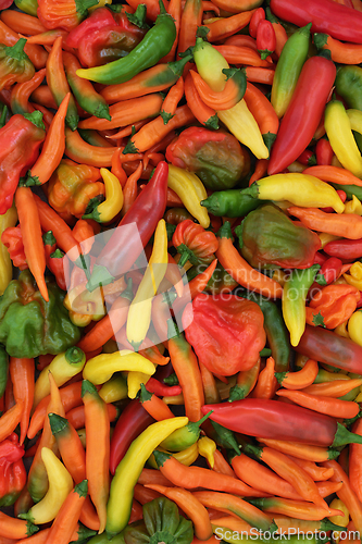 Image of Large Collection of Hot Chili Pepper Vegetables