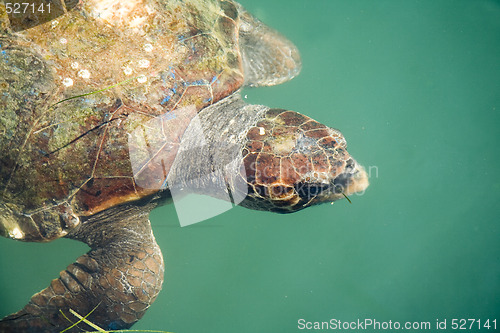 Image of Giant sea turtle