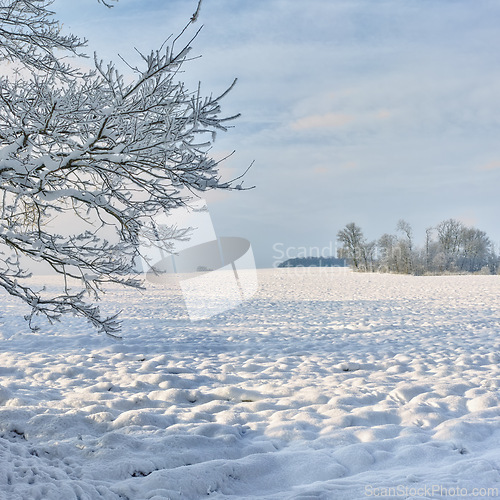 Image of Trees, sky and snow in winter with landscape of nature, environment and cold weather outdoor. Icy ground, natural background with travel or tourism, ice with frozen location or destination in Alaska