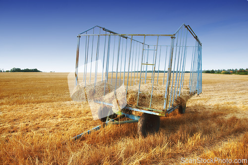 Image of Trailer, harvest and cut grass with haystack on farm in the countryside for natural growth or maintenance. Closeup of transportable wagon for agriculture, wheat or heavy machine to collect produce