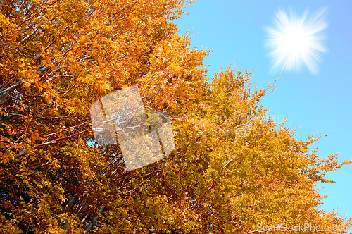 Image of Tree, autumn and leaves with sun of natural scenery, outdoor woods or season change in nature. Closeup of branches, bush or trunk with leaf foliage, sunshine or blue sky in eco friendly environment