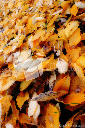 Image of Autumn, leaves and countryside with natural season of change, outdoor woods or foliage in nature. Closeup of fallen orange, brown and yellow leafs on ground with growth of an eco friendly environment