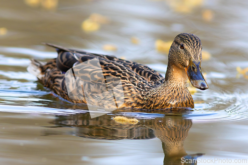 Image of beautiful mallard hen closeup