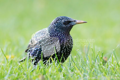 Image of colorful adult grey starling on lawn