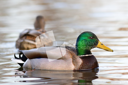 Image of colorful mallard drake
