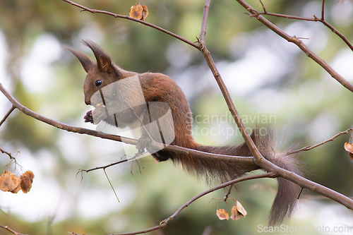Image of cute red squirrel eating nut