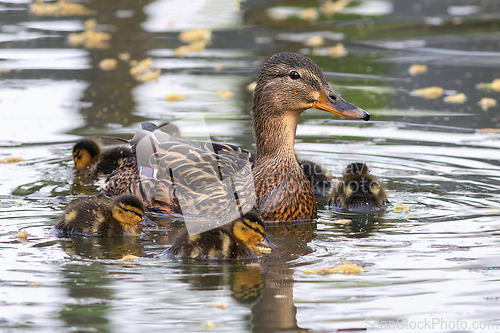 Image of female mallard with young chicks