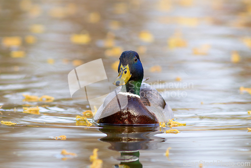 Image of mallard drake in beautiful sunset light