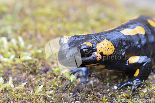 Image of portrait of colorful fire salamander