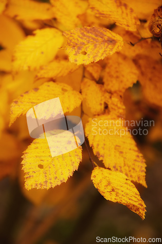 Image of Autumn, leaves and natural growth with season of change, fall or outdoor foliage in nature. Closeup of orange and yellow leafs or plant on tree branch or stem of eco friendly environment outside