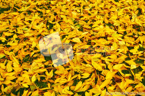 Image of Autumn, leaves and natural season with change, outdoor woods or foliage on green grass in nature. Closeup of fallen orange, brown and yellow leafs on ground with growth of an eco friendly environment