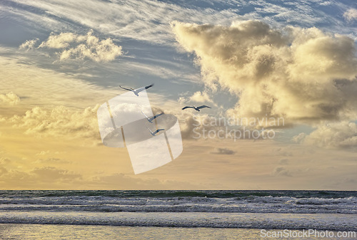 Image of Beach, ocean and birds with blue sky, clouds and water on shoreline with sunshine. Waves, sunrise and dawn in seaside San Diego, coastal migration or moving of animals and horizon outdoors in nature