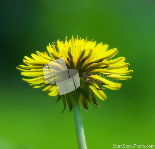 Image of Dandelion, flower closeup and nature outdoor with environment, Spring and natural background. Ecology, landscape or wallpaper with plant in garden or park, growth and green with blossom for botany
