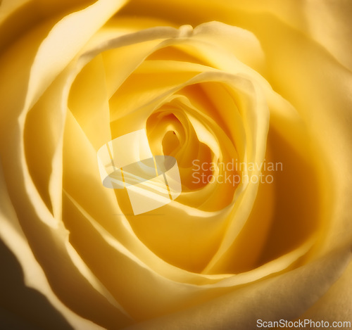 Image of Rose, macro and flower with nature or environment, Spring and natural background for gardening. Ecology, landscape or wallpaper with yellow plant in garden, growth and green with blossom for botany