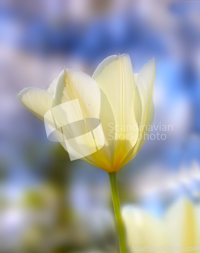 Image of Tulip, flower closeup and nature outdoor with environment, Spring and natural background. Ecology, landscape or wallpaper with plant in garden or park, growth and green with blossom for botany