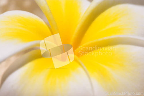 Image of Frangipani, flower closeup and nature outdoor with environment, Spring and natural background. Ecology, landscape or wallpaper with tropical plant in garden, growth and green with blossom for botany