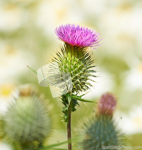 Image of Thistle, flower closeup and nature outdoor with environment, Spring and natural background. Ecology, landscape or wallpaper with plant in garden or park, growth and green with blossom for botany
