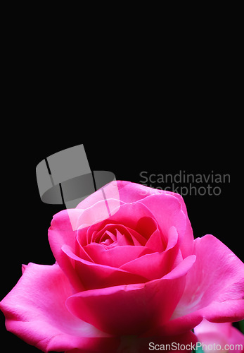 Image of Rose, flower and romance in studio for valentines day, sustainability and black background. Plant, petals and mockup space for nature, bloom and celebration of love for anniversary and decoration