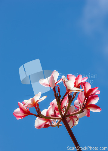 Image of Flowers, sky and plant outdoor for nature, spring and garden in environment for bud and bloom for petal. Plumeria, grow and blossom for season in summer outdoor for earth, mother nature and eco