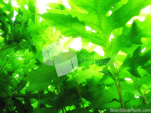 Image of Plants, growth and strawberry leaves for farming, agriculture or nature background in harvesting season. Closeup of fruit leaf with water drops for sustainability, green or eco friendly gardening