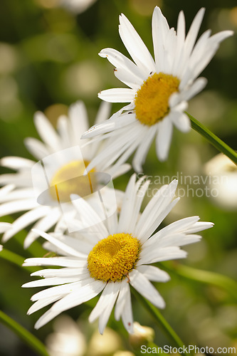 Image of Flower, daisy and ecology in outdoors for sustainability, horticulture and conservation of meadow. Plants, closeup and growth in nature of countryside, ecosystem and botany for environment on travel