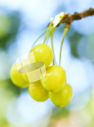 Image of Plants, growth and grapes for farming, nature and vineyard with harvesting season for winery production. Closeup of fruits on branch for sustainability, food and organic or eco friendly gardening