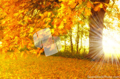 Image of Lens flare, forest and trees with sunshine, environment and eco friendly with growth or plants. Empty, autumn or fresh air with grass or natural with woods or countryside with ecology or landscape