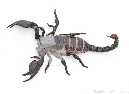 Image of Scorpion, predator and dangerous insect with stinger, tail or venom on a white studio background. Closeup of creepy wildlife creature, animal or killer with pinchers of venomous bug on mockup space