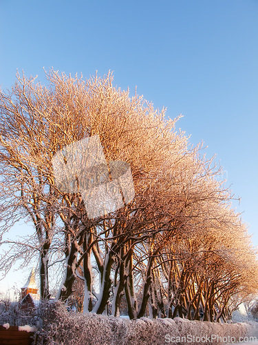 Image of Trees, forest and winter snow or environment with cold weather in countryside nature, branches or freezing. Woods, plants and climate in Canada with ecology foliage or rural location, outdoor or ice