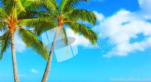 Image of Palm tree, blue sky and tropical holiday for adventure in Maldives or summer, vacation or outdoor. Plants, environment and traveling relax with sunlight for island paradise or trip, resort or break