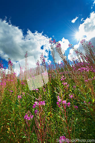 Image of Growth, field and meadow with flowers, agro farming and plants for sustainable environment in nature. Background, willow herb and low angle of countryside crops, sky and natural pasture for ecology