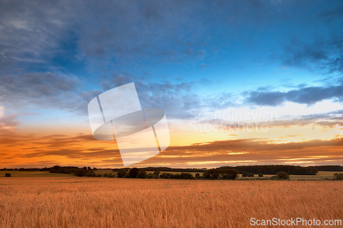 Image of Land, grass and wheat growth for farming, agriculture and sustainability in countryside or environment with sunset. Empty field with clouds in sky and plants for rice or cereal production in nature