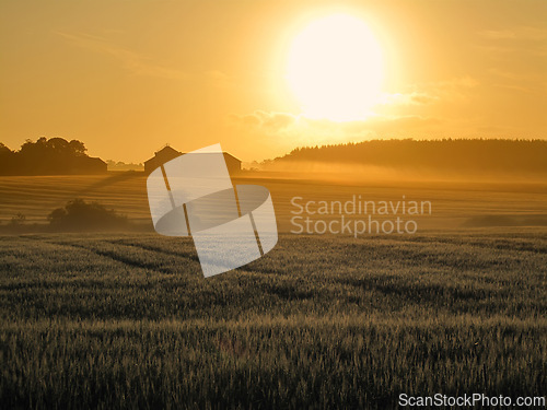 Image of Landscape, sunset and environment with wheat field, sky and nature for travel in countryside. Plant, grain and crops with horizon for natural background, sun and agriculture for sustainability