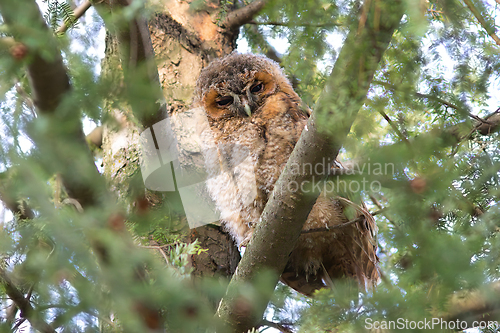 Image of young curious tawny owl