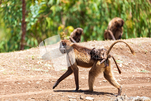 Image of Endemic Gelada, Theropithecus gelada, in Simien mountain, Ethiopia wildlife