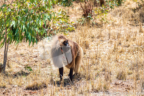 Image of Endemic Gelada, Theropithecus gelada, in Simien mountain, Ethiopia wildlife