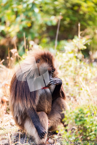 Image of Endemic Gelada, Theropithecus gelada, in Simien mountain, Ethiopia wildlife