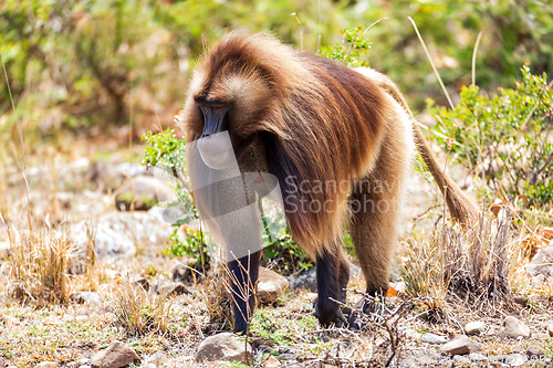 Image of Endemic Gelada, Theropithecus gelada, in Simien mountain, Ethiopia wildlife