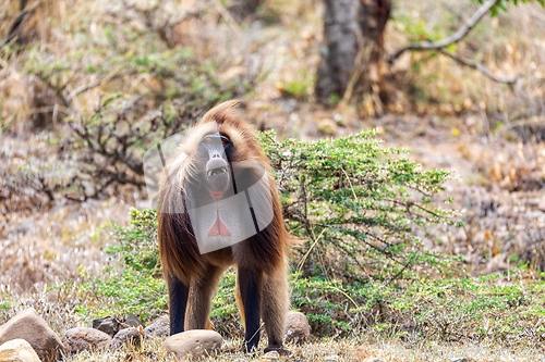 Image of Endemic Gelada, Theropithecus gelada, in Simien mountain, Ethiopia wildlife