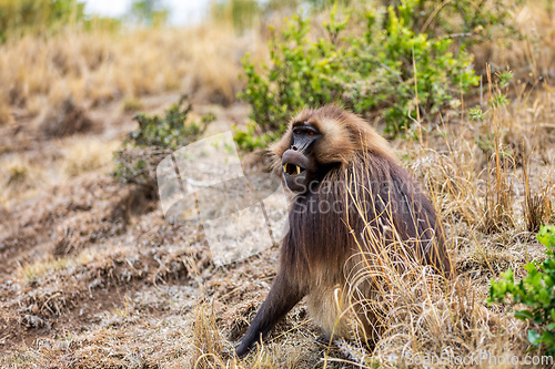 Image of Endemic Gelada, Theropithecus gelada, in Simien mountain, Ethiopia wildlife