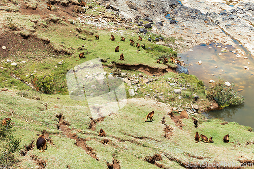 Image of Endemic Gelada, Theropithecus gelada, in Simien mountain, Ethiopia wildlife