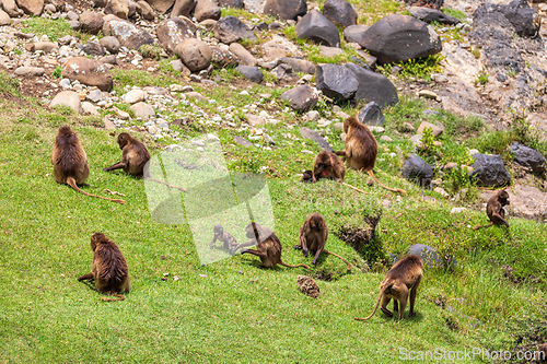 Image of Endemic Gelada, Theropithecus gelada, in Simien mountain, Ethiopia wildlife